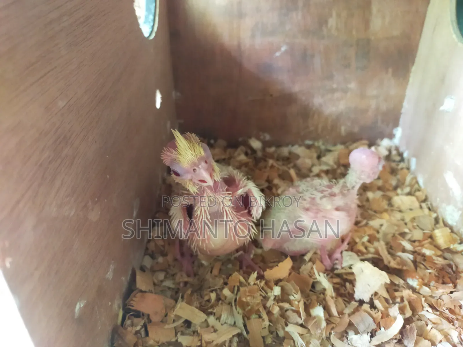 লুটিনো ককটেল বেবি