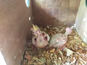 লুটিনো ককটেল বেবি
