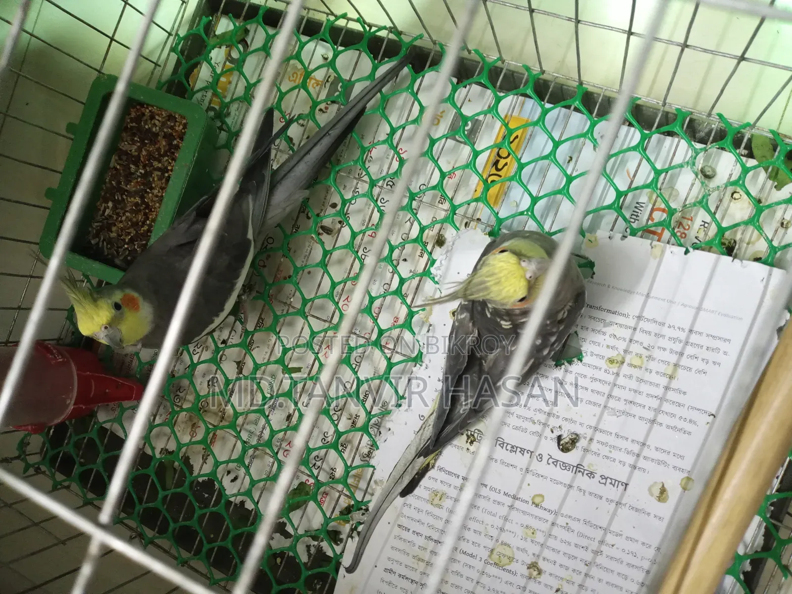 ককাটেল এক জোড়া পাখি বিক্রি হবে