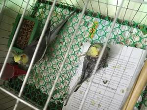 Cockatiel Pair of Birds for Sale