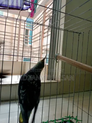 ককাটেল এক জোড়া পাখি বিক্রি হবে