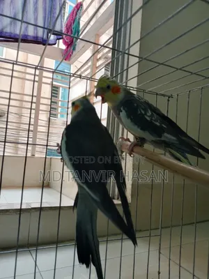 ককাটেল এক জোড়া পাখি বিক্রি হবে