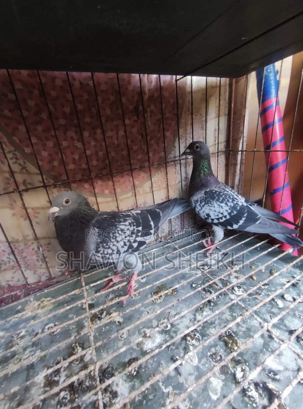 Running Pigeon Pair