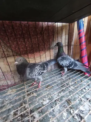 Running Pigeon Pair