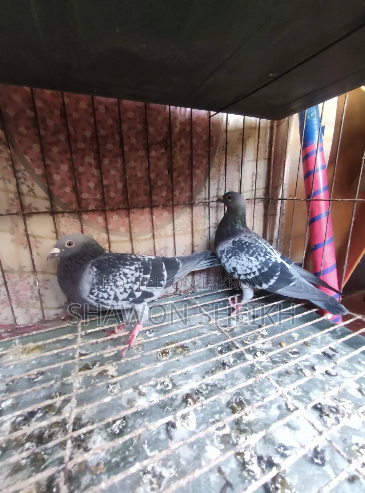 Running Pigeon Pair
