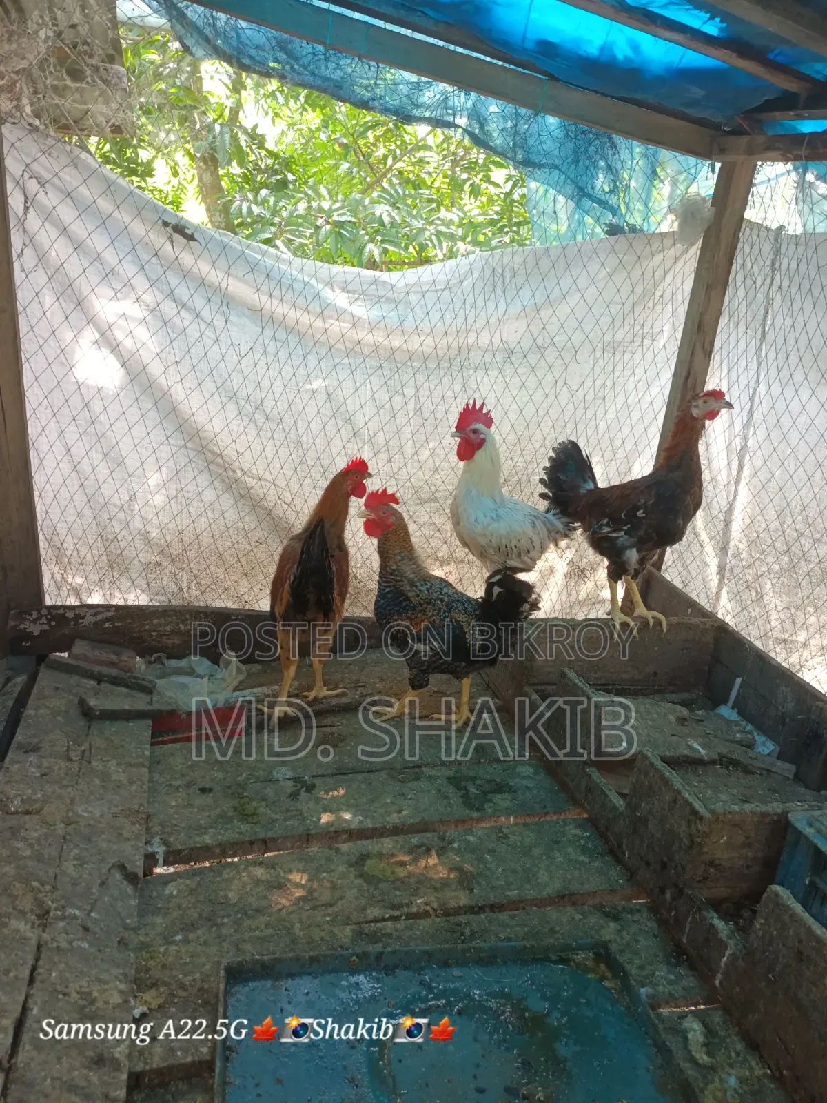 4 roosters will be sold