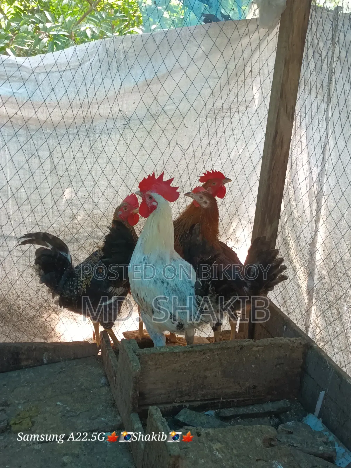 4 roosters will be sold