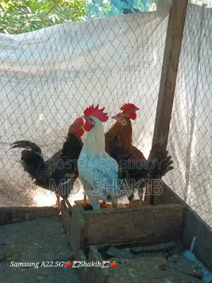 4 roosters will be sold