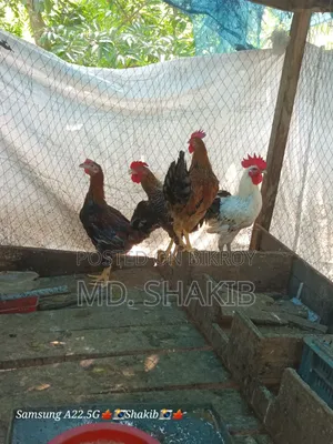 4 roosters will be sold