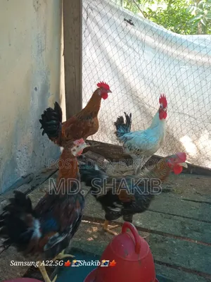 4 roosters will be sold