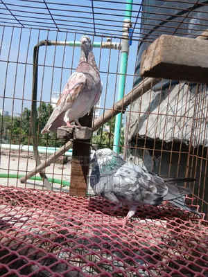 Giribaj Pigeon Pair