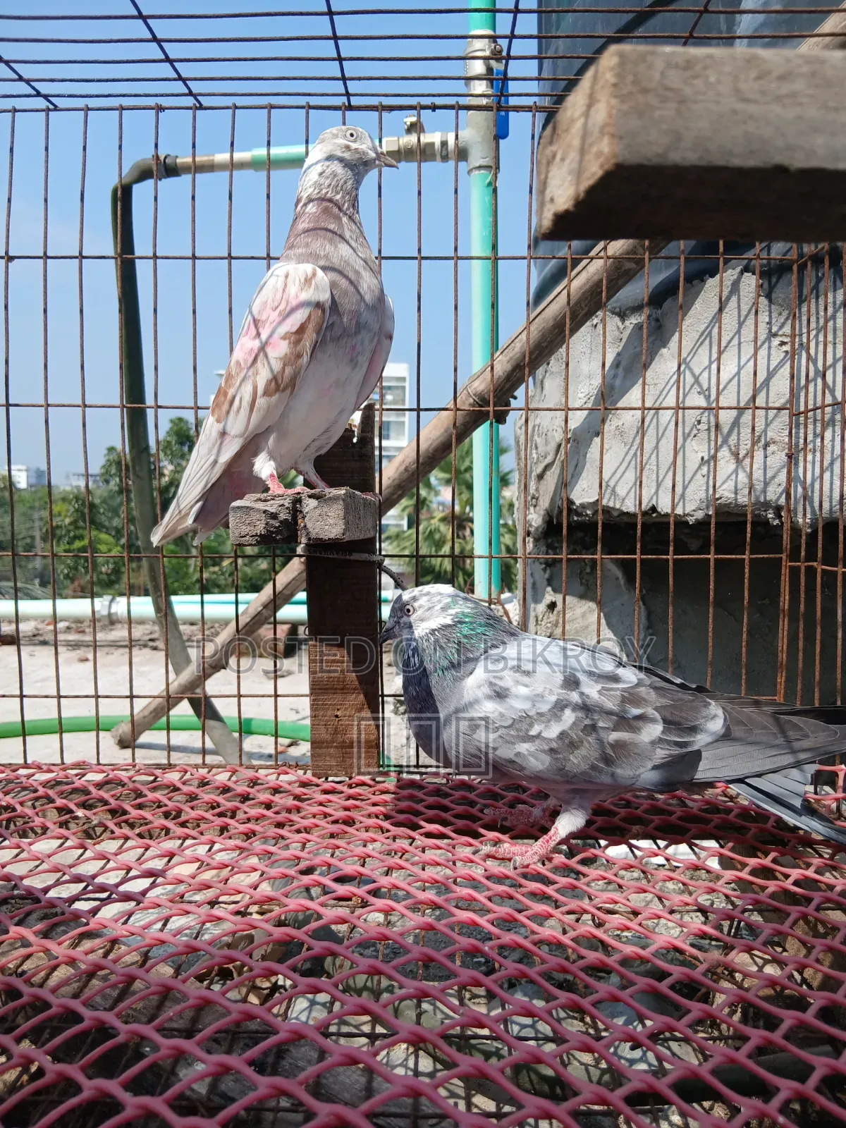 Giribaj Pigeon Pair