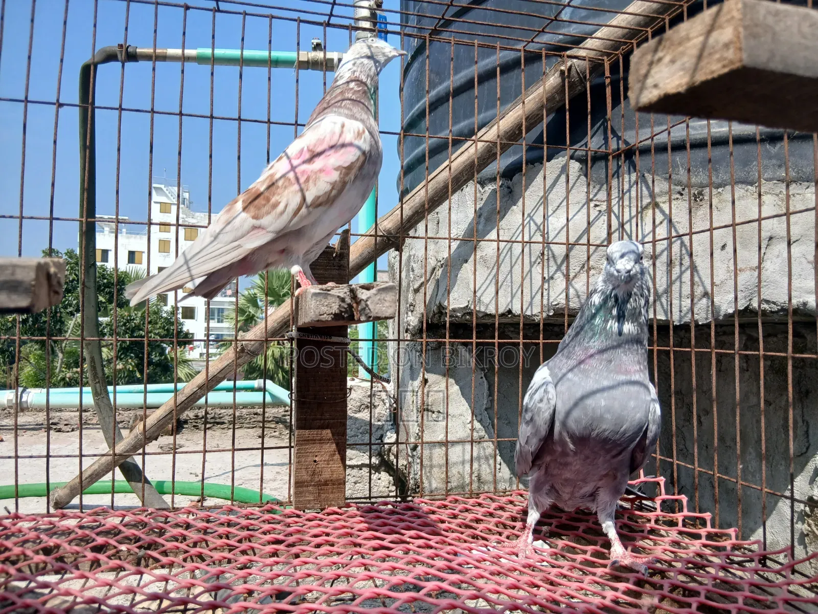 Giribaj Pigeon Pair