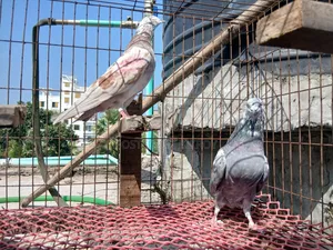 Giribaj Pigeon Pair