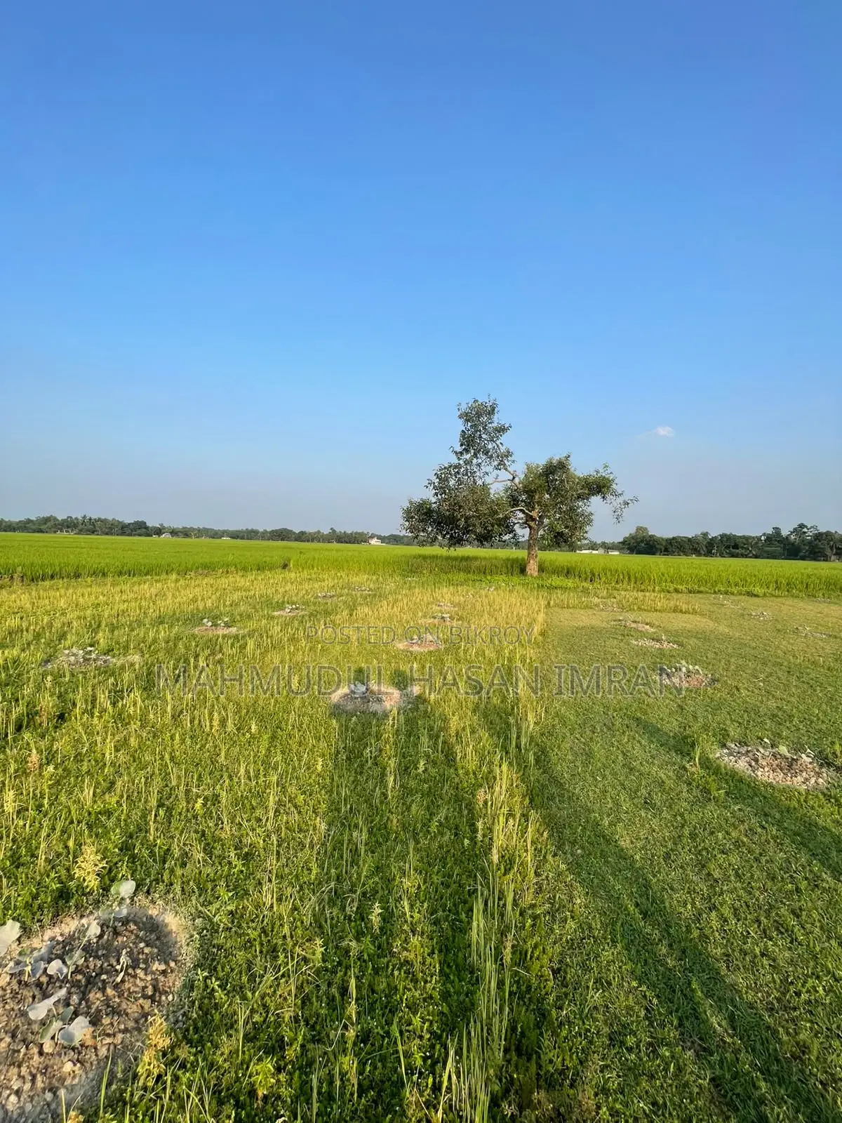 4.5 Bigha Single Deed Land for Factory or Project in Sreepur, Gazipur