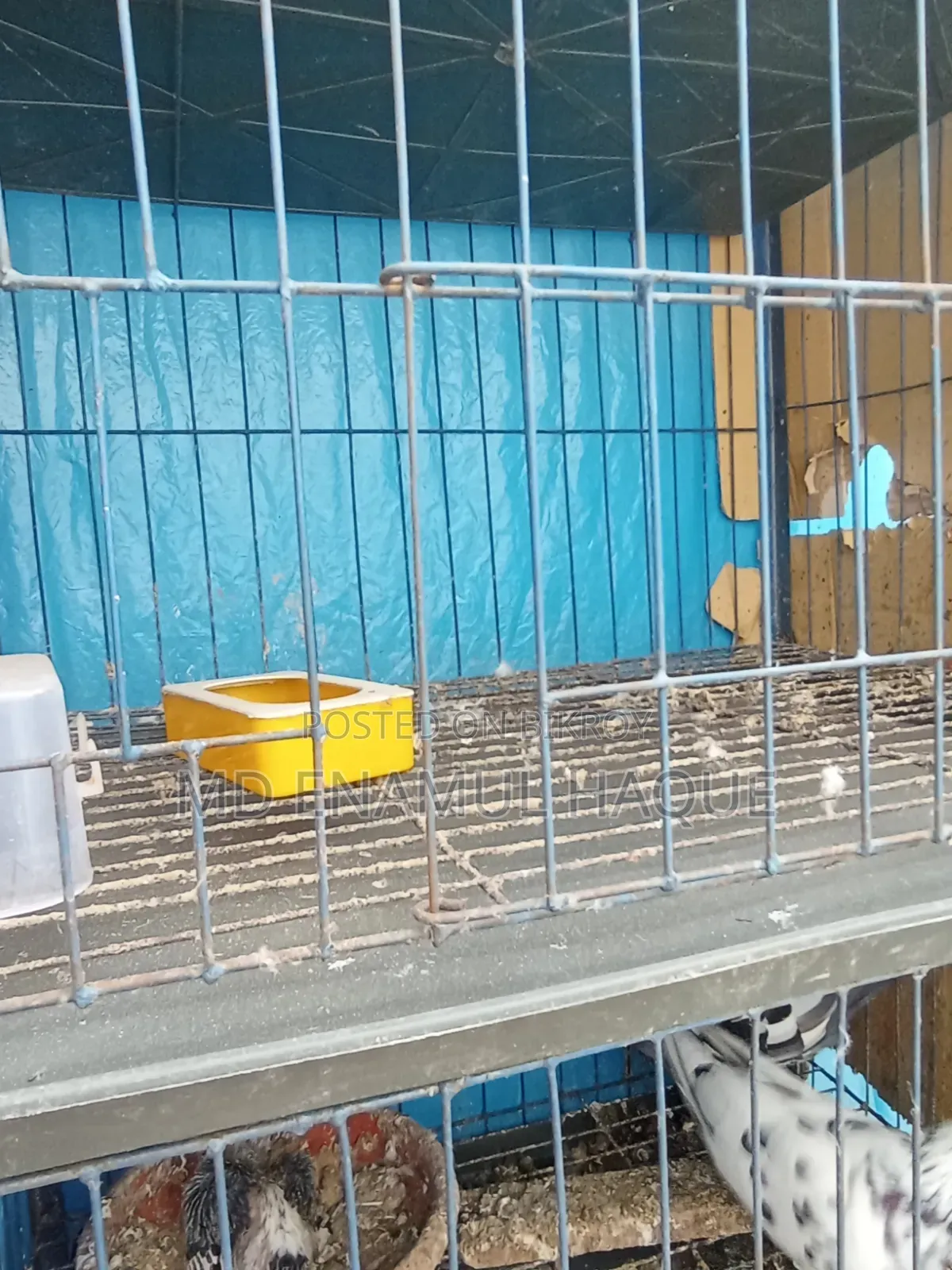 Three Months Used Pigeon Cage and a Pair of Pigeons