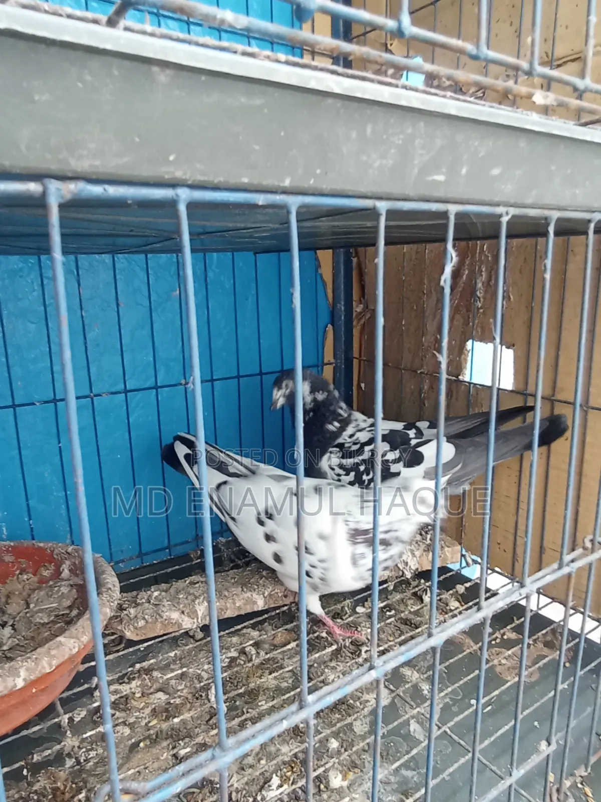 Three Months Used Pigeon Cage and a Pair of Pigeons