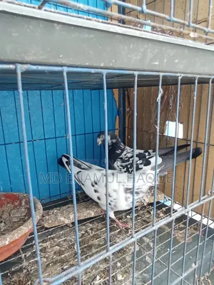 Three Months Used Pigeon Cage and a Pair of Pigeons