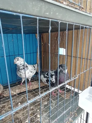Three Months Used Pigeon Cage and a Pair of Pigeons