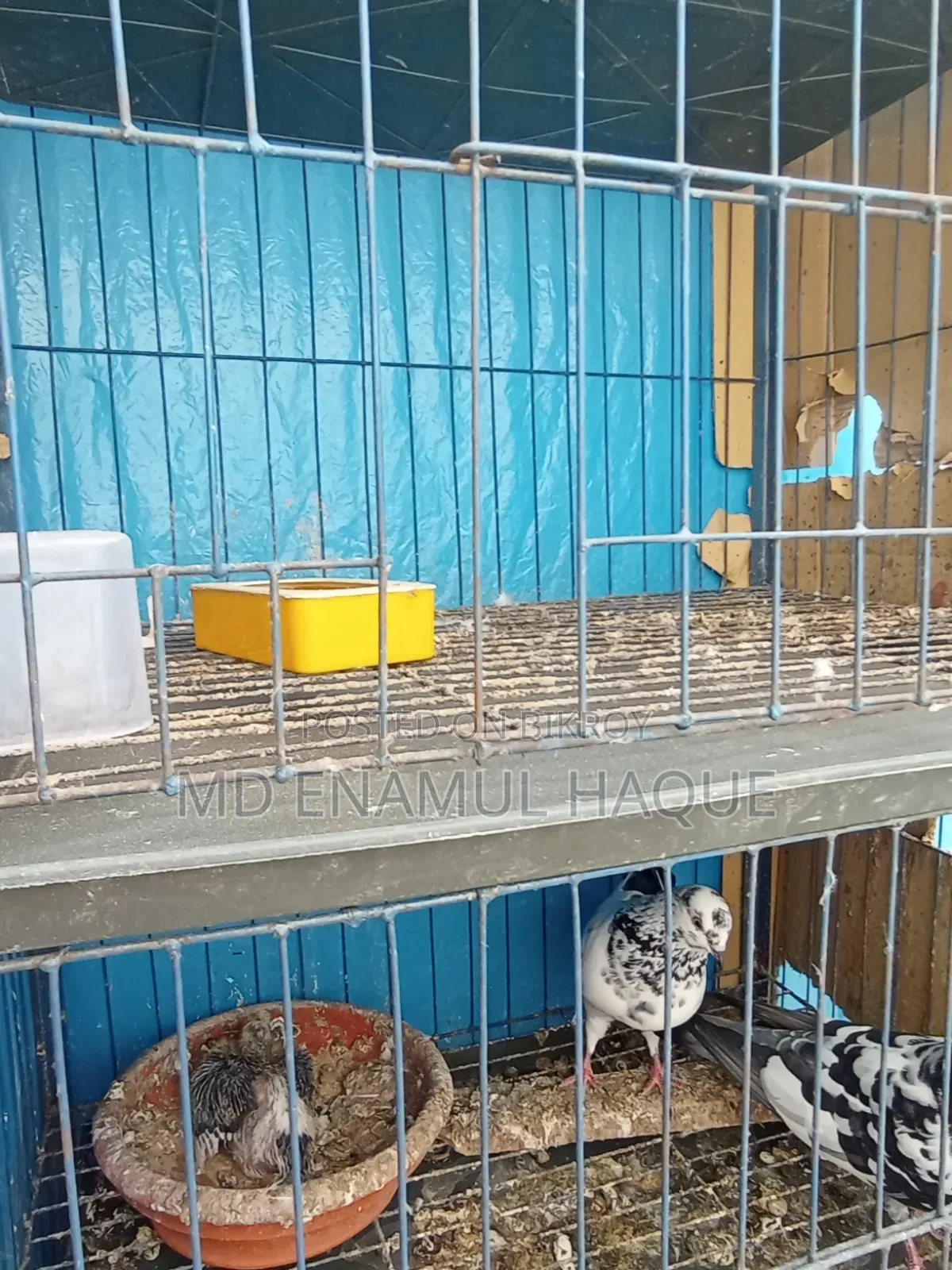 Three Months Used Pigeon Cage and a Pair of Pigeons