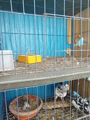 Three Months Used Pigeon Cage and a Pair of Pigeons