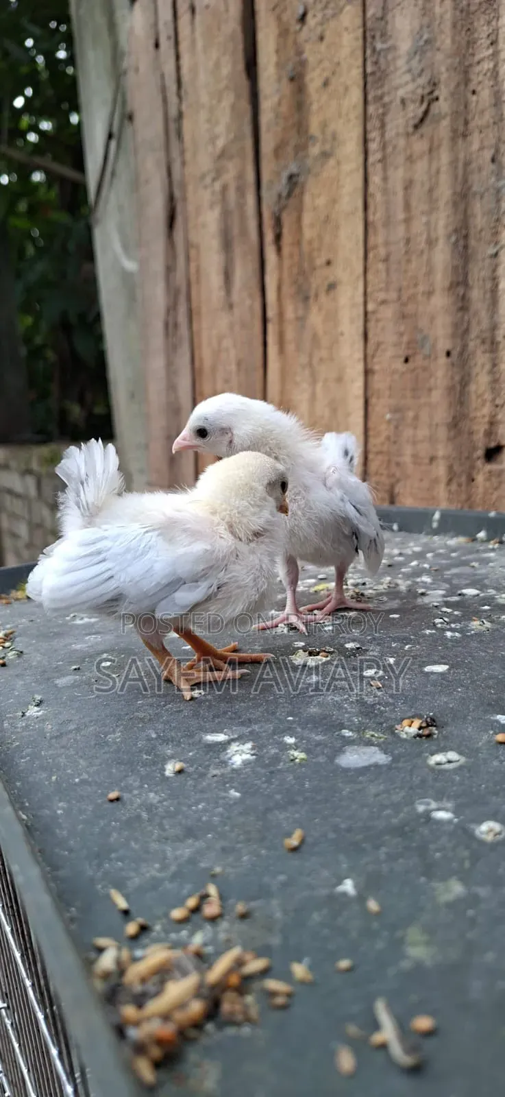 জাপানিজ প্যান্থার মুরগি
