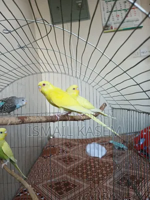 Budgerigar birds for sale six pieces