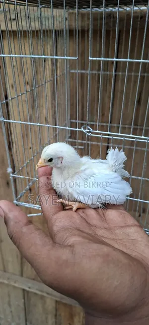 জাপানিজ প্যান্থার মুরগি