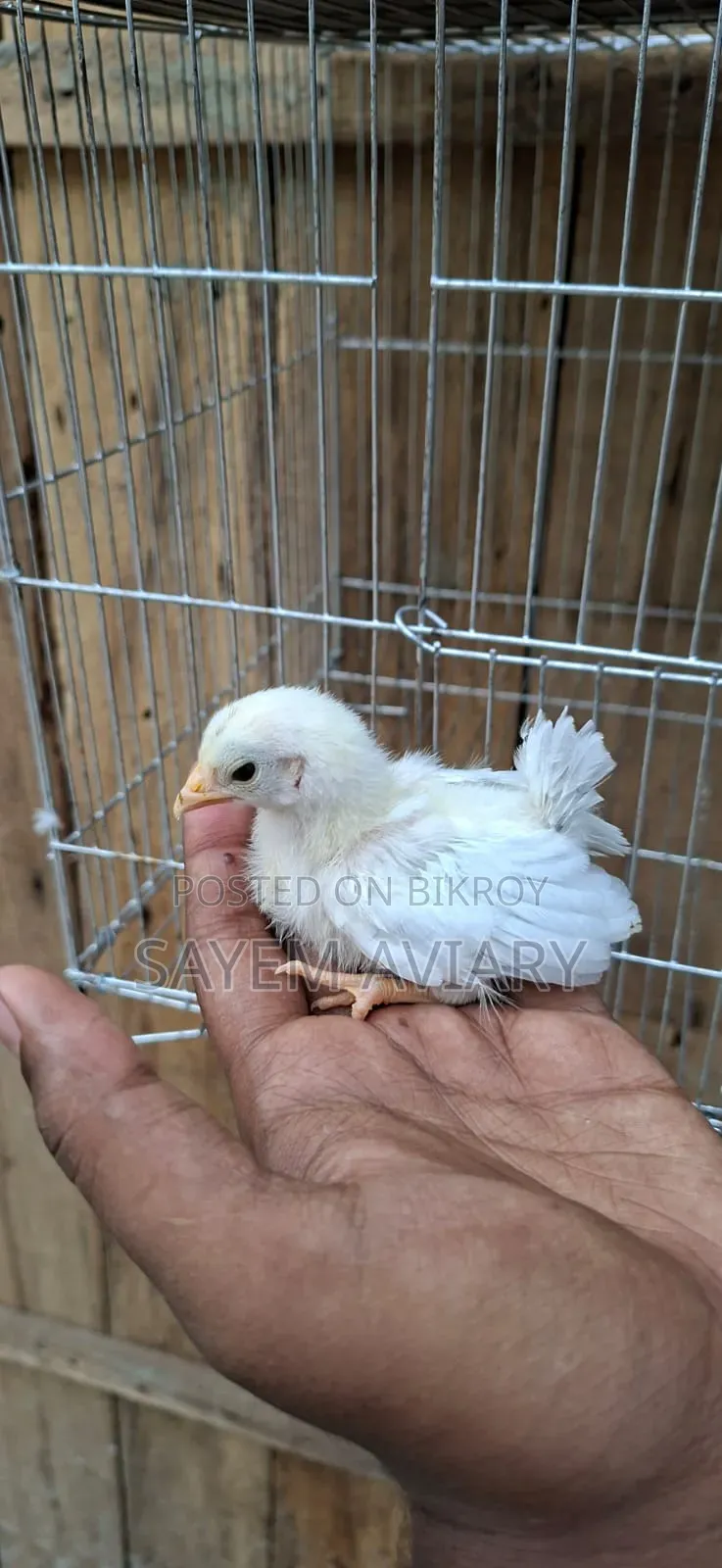 জাপানিজ প্যান্থার মুরগি