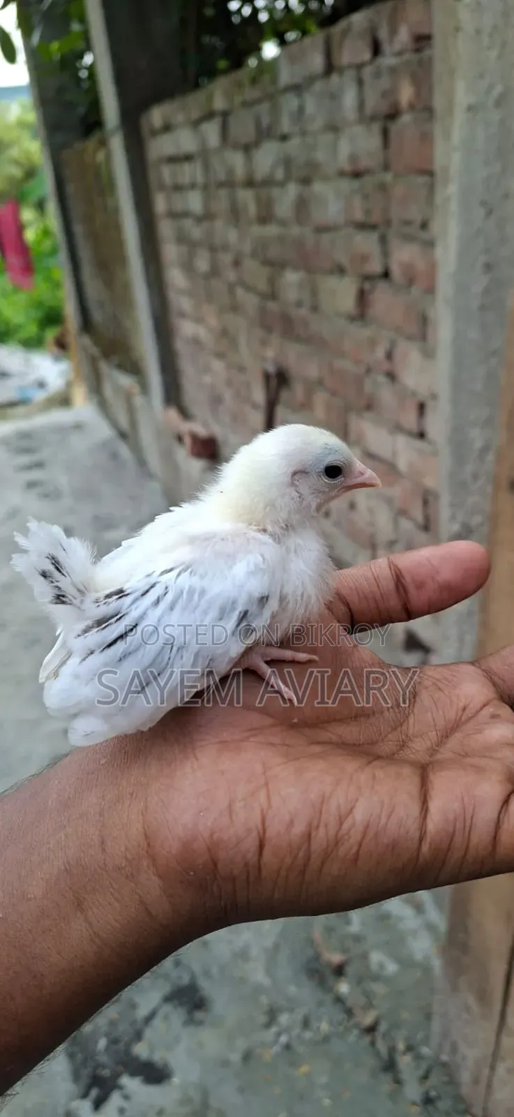 জাপানিজ প্যান্থার মুরগি
