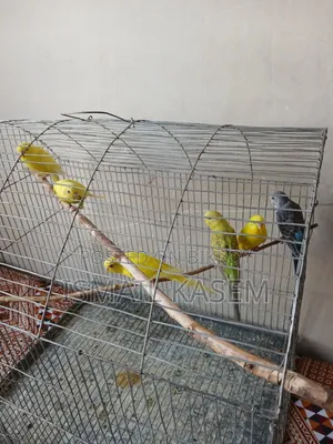 Budgerigar birds for sale six pieces
