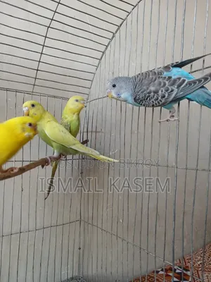 Budgerigar birds for sale six pieces