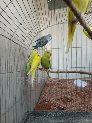 Budgerigar birds for sale six pieces