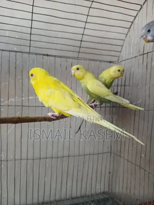 Budgerigar birds for sale six pieces