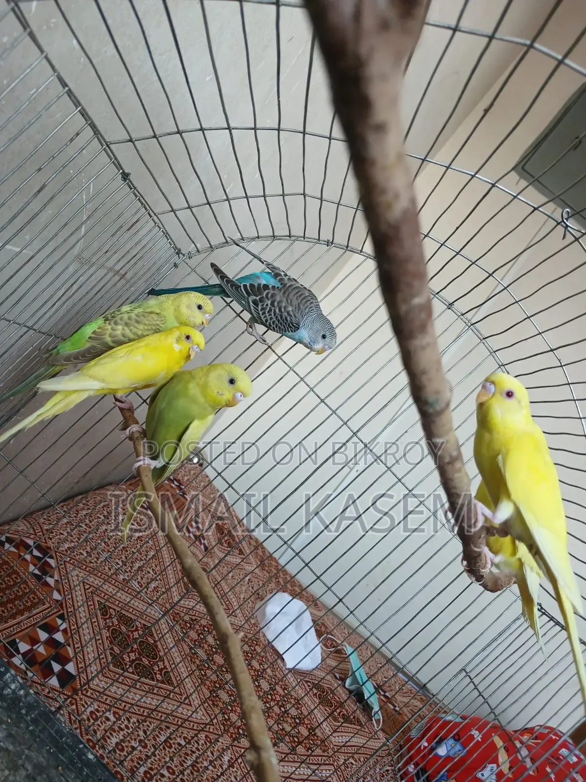 Budgerigar birds for sale six pieces