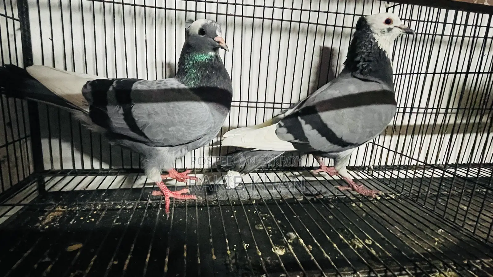 Golla Pigeon