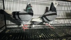 Golla Pigeon