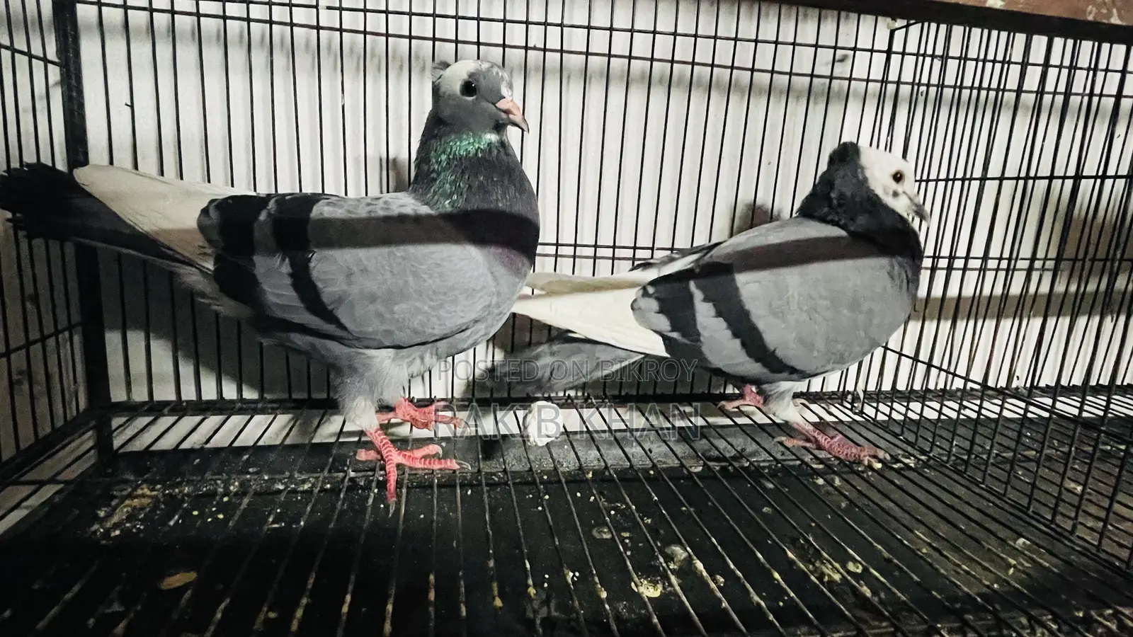 Golla Pigeon