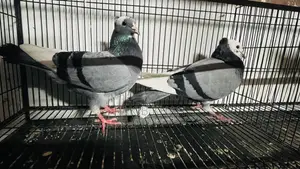 Golla Pigeon