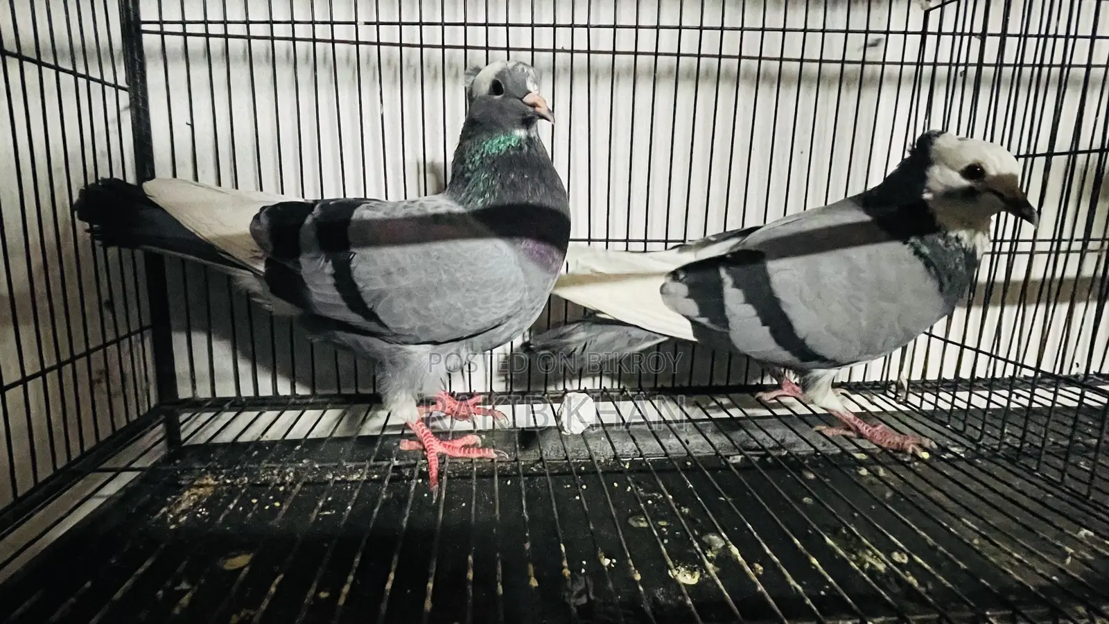 Golla Pigeon