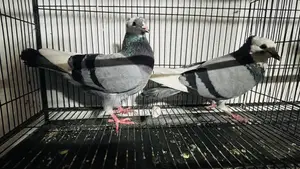 Golla Pigeon