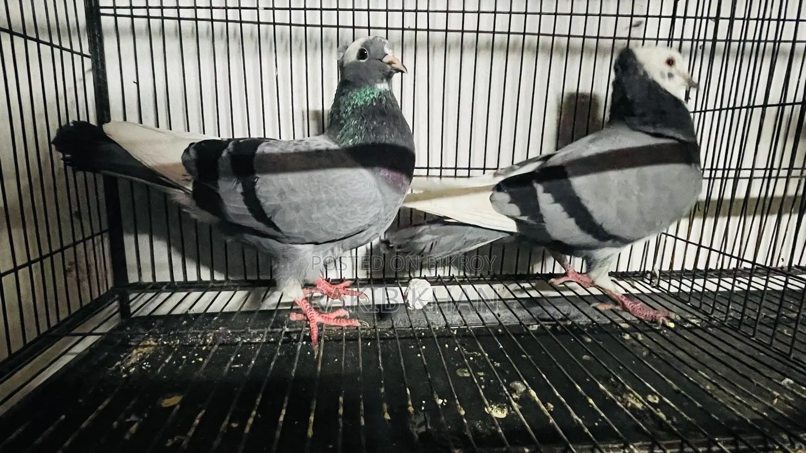 Golla Pigeon