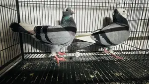 Golla Pigeon