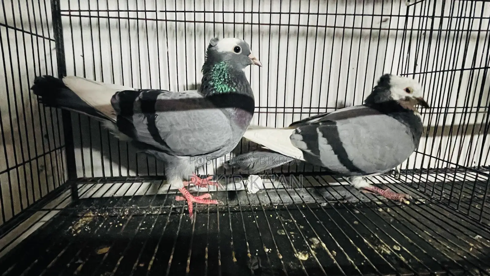 Golla Pigeon
