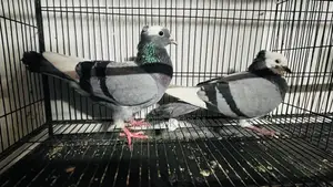 Golla Pigeon