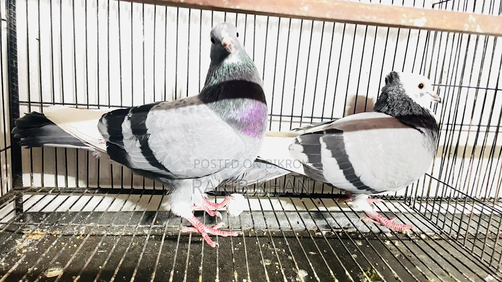 Golla Pigeon