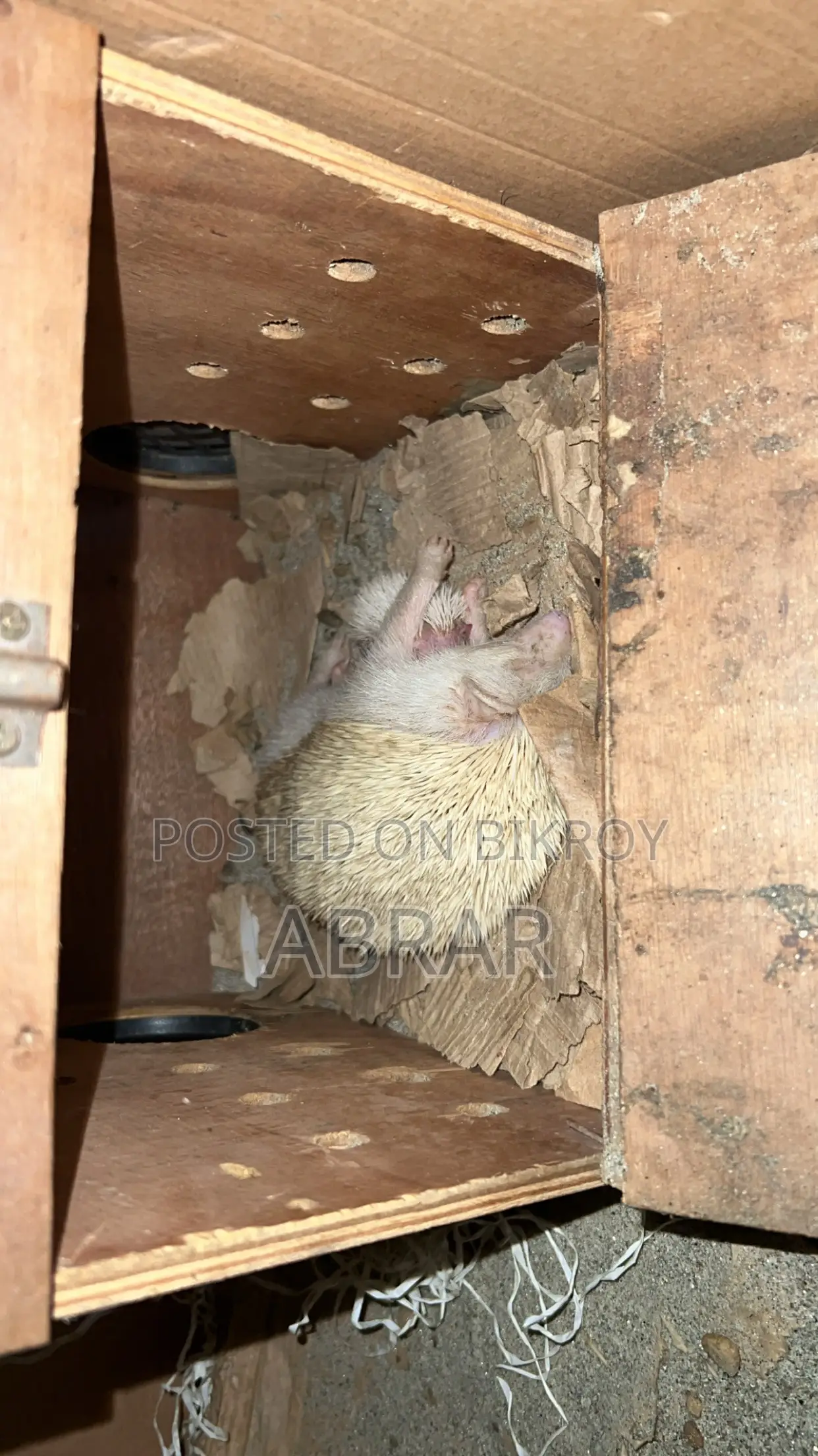 হেজহগ টেম সাইজ বেবি