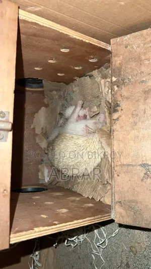 হেজহগ টেম সাইজ বেবি