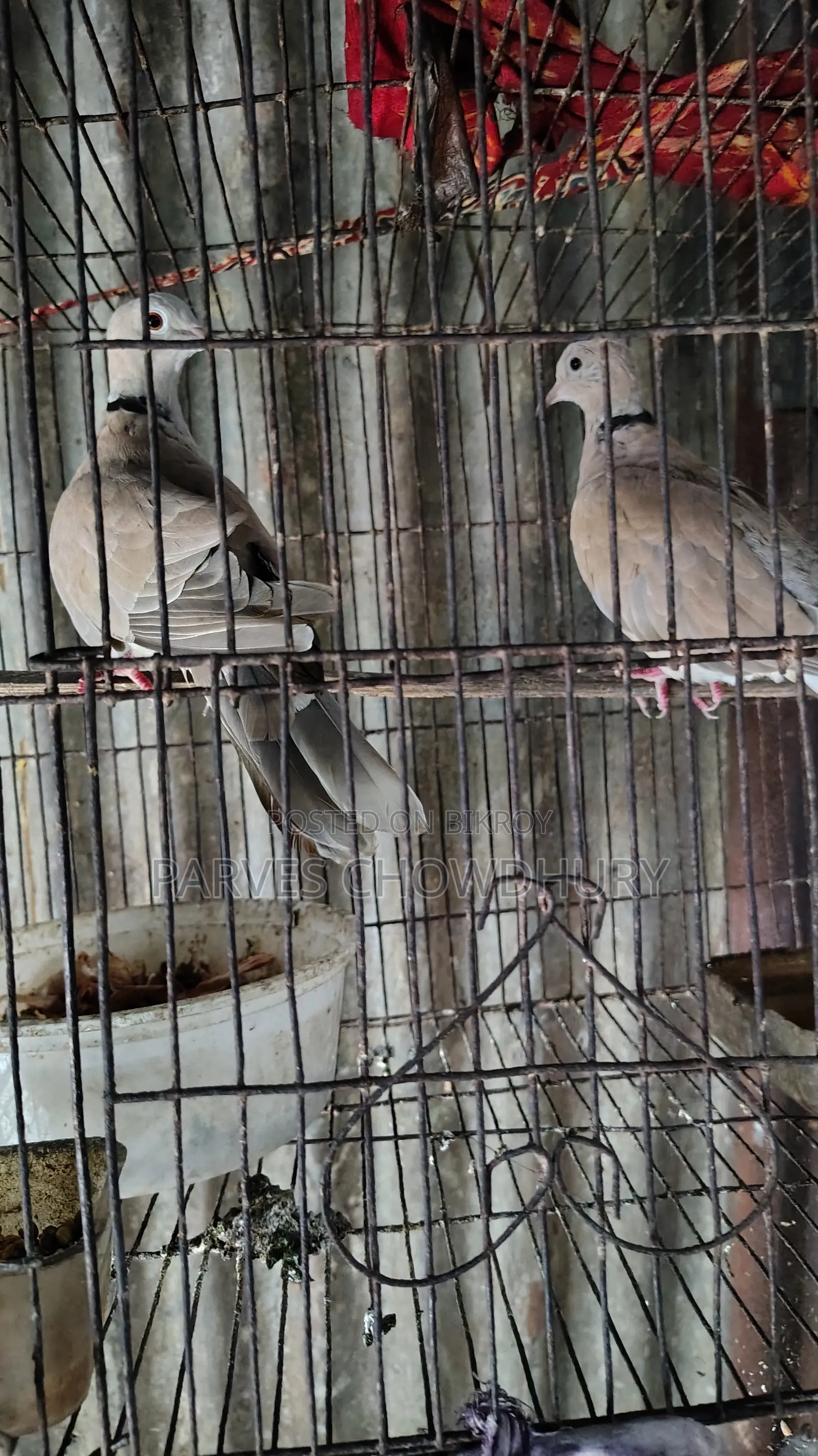 অস্ট্রেলিয়ান ঘুঘু ১ জোড়া