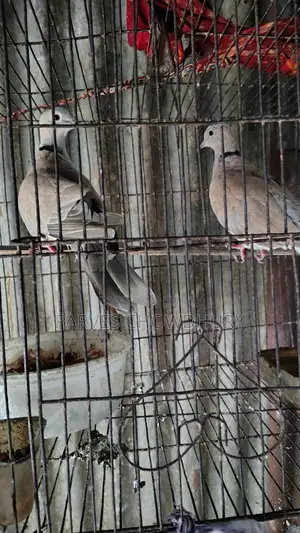 Australian Dove 1 Pair